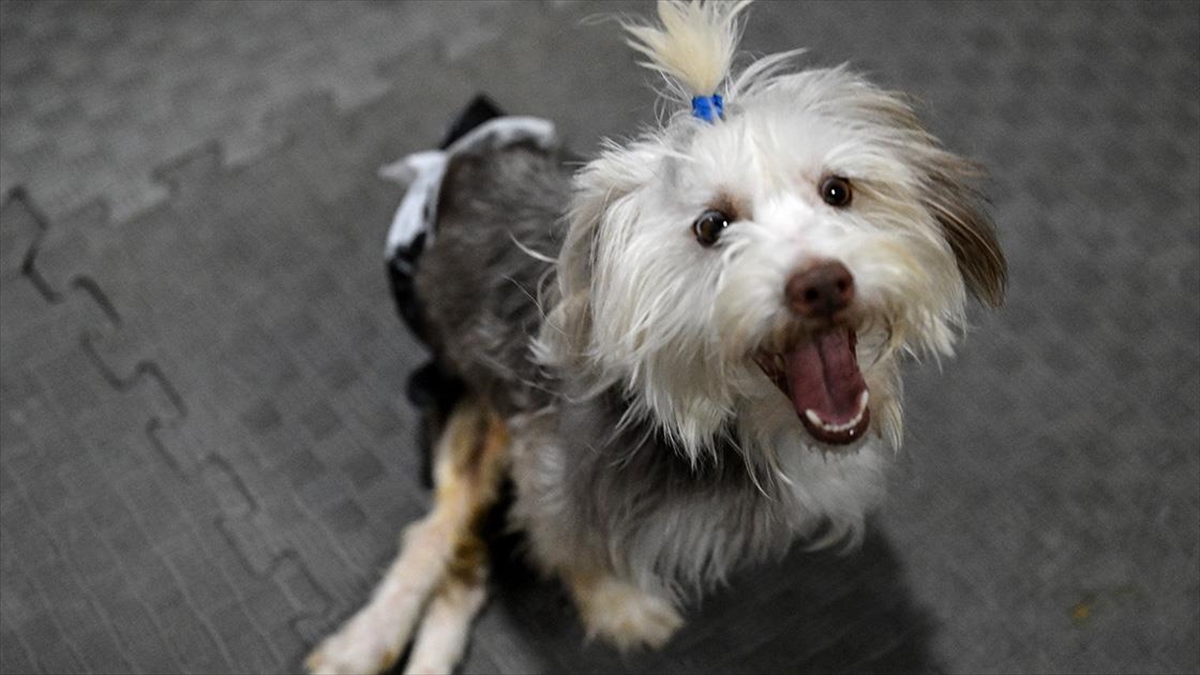 Sahibi vefat eden engelli köpek Yumoş, iyileşip yeni yuvasına koşacağı günü bekliyor Sahibi vefat eden engelli köpek Yumoş, iyileşip yeni yuvasına koşacağı günü bekliyor