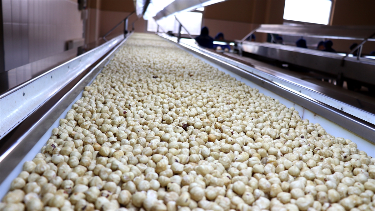 Ticaret borsalarında 7 ayda 261 bin tonu aşkın fındık işlem gördü