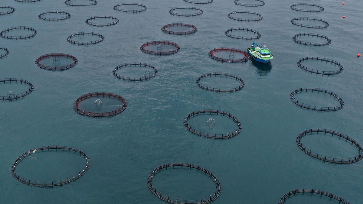 Türk somonu ihracatı yılın ilk çeyreğinde 91 milyon doları aştı