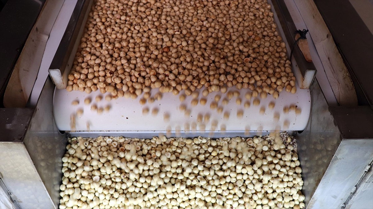 Türkiye, fındık ihracatından 7 ayda 1 milyar 445 milyon doları aşkın gelir sağladı