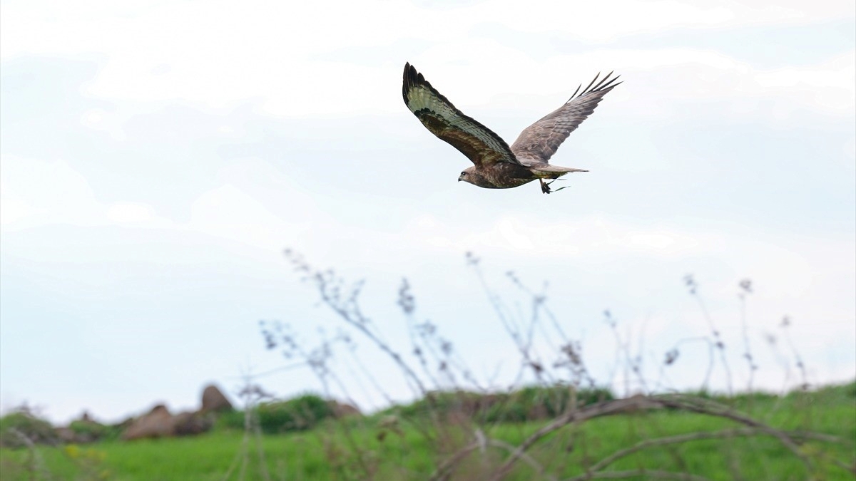 Uzmanlardan “Çiftçi dostu yırtıcı kuşlara zarar vermeyin” uyarısı