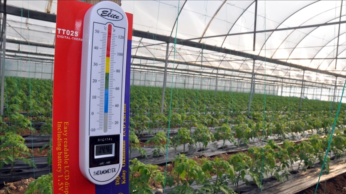 Zirai don uyarısı sonrası üreticiler tedbirlere odaklandı Zirai don uyarısı sonrası üreticiler tedbirlere odaklandı