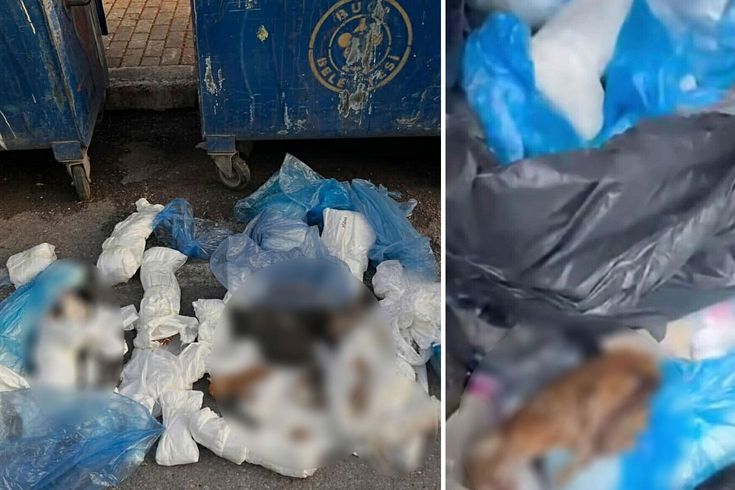 Çöp konteynerinde 33 ölü kedi bulundu, 1 veteriner gözaltına alındı… Çöp konteynerinde 33 ölü kedi bulundu, 1 veteriner gözaltına alındı…