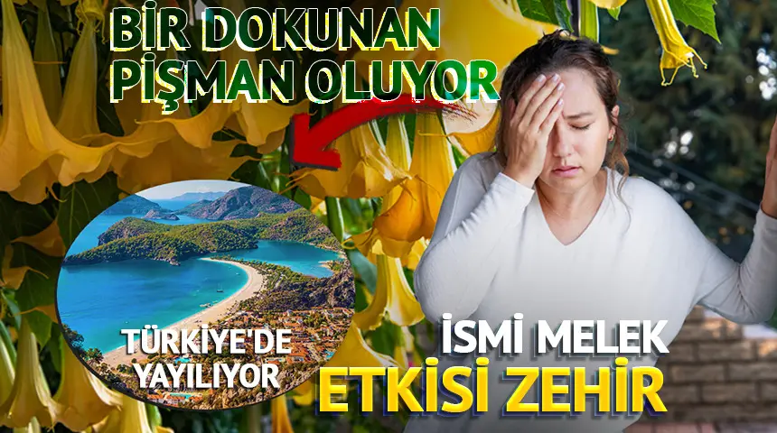 İsmi Melek, etkisi zehir! Bir dokunan pişman oluyor: Türkiye’de yayılıyor Dikkat… İsmi Melek, etkisi zehir! Bir dokunan pişman oluyor: Türkiye’de yayılıyor Dikkat…