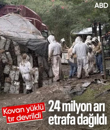 ABD’de kovan taşıyan kamyon devrilince 24 milyon arı etrafa dağıldı…