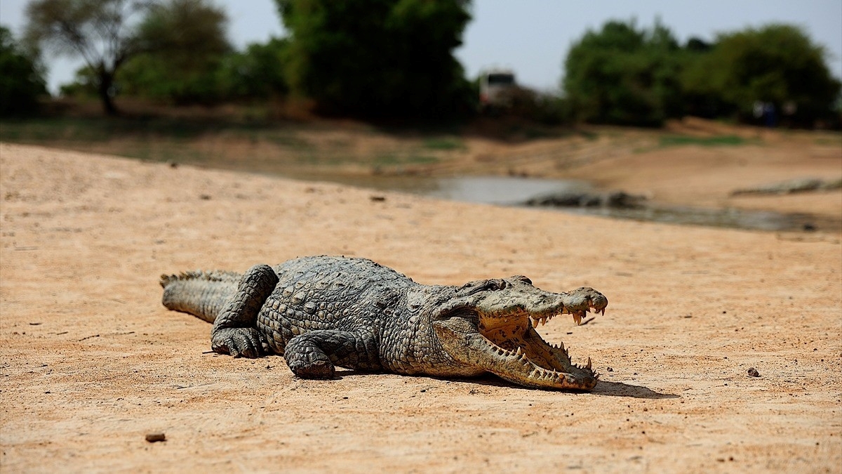 Burkina Faso’daki “timsahlı köy” ziyaretçilerin ilgisini çekiyor