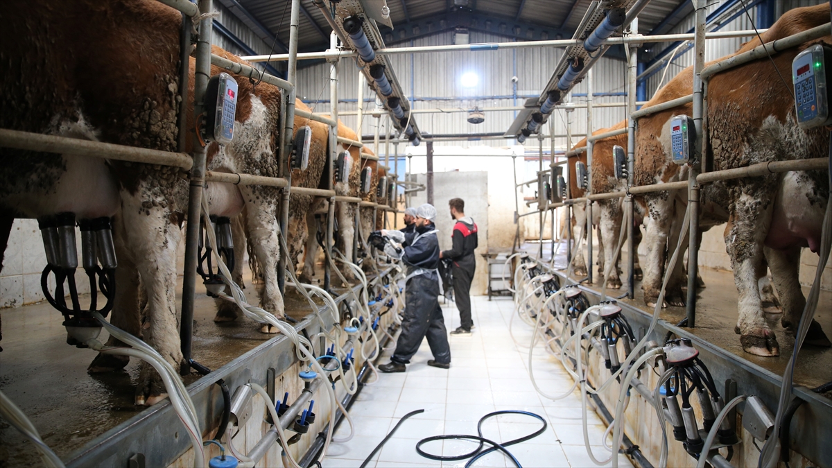 Süt üreticilerine 6 yılda 24,6 milyar lira destek verildi Süt üreticilerine 6 yılda 24,6 milyar lira destek verildi