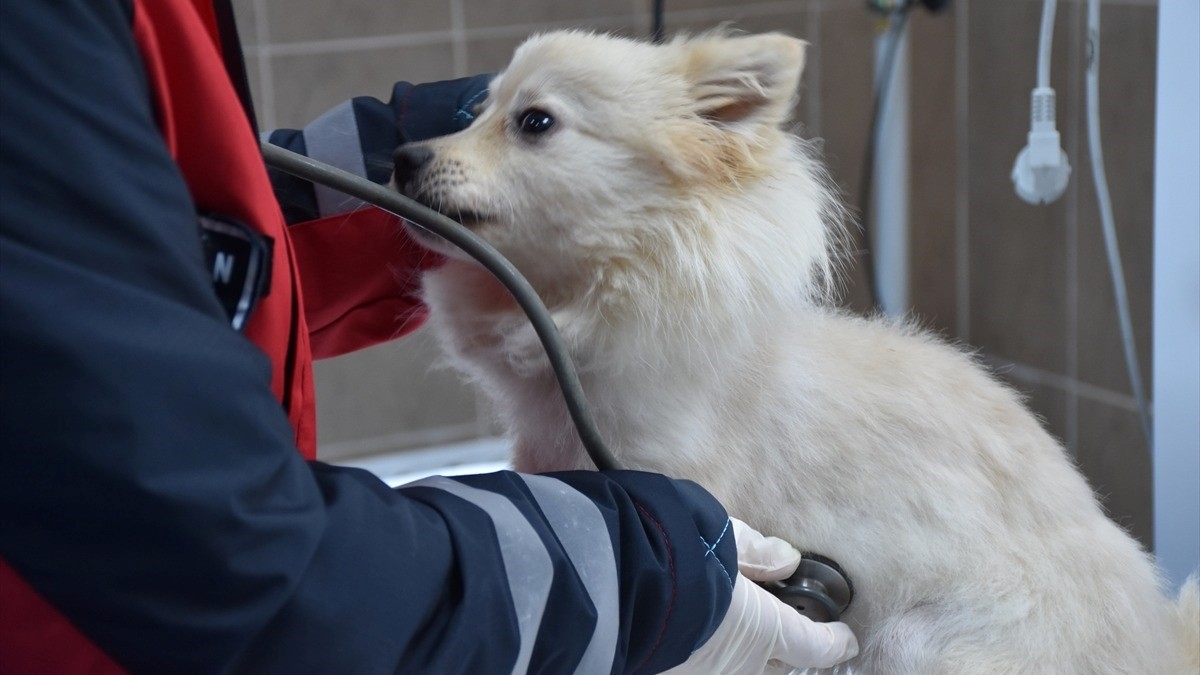 Trabzon’da 750 köpek kapasiteli merkez sahipsiz hayvanlara yuva oldu