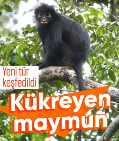Kongo yağmur ormanlarında yeni maymun türü keşfedildi… Kongo yağmur ormanlarında yeni maymun türü keşfedildi…