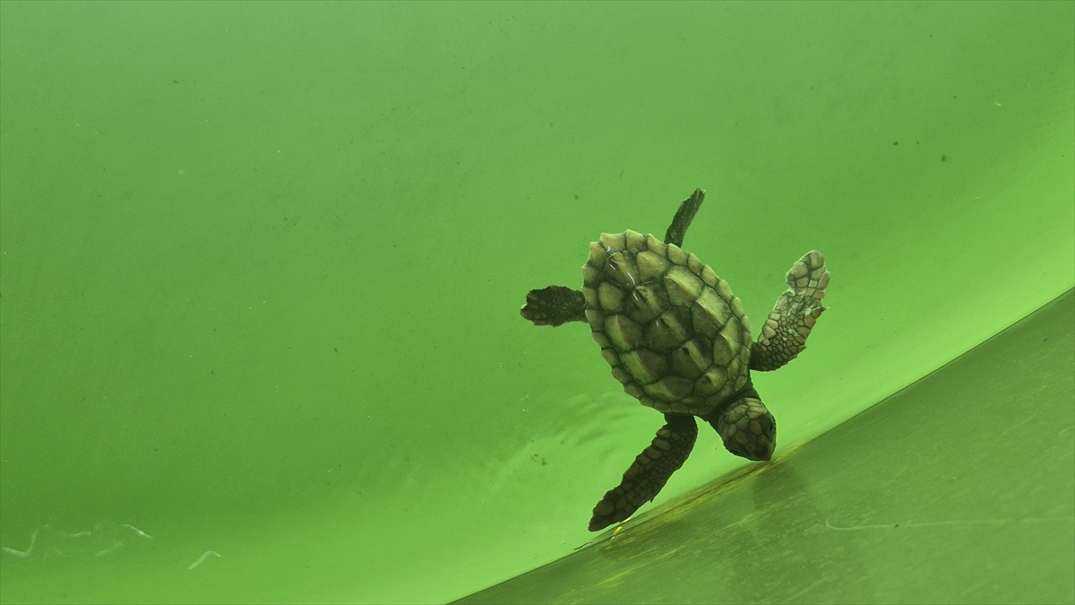 Caretta caretta yavruları mavi sularla buluşmaya başladı