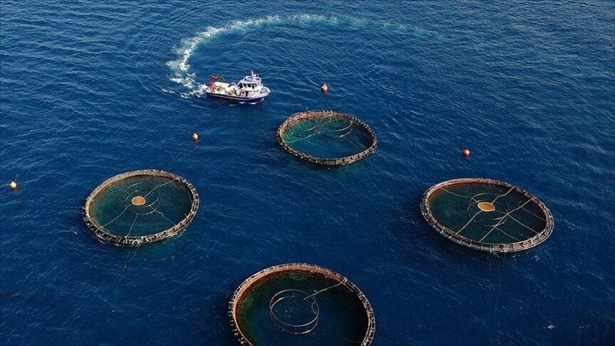 Karadeniz’in su ürünleri ihracatı yılın ilk yarısında 186 milyon doları aştı Karadeniz’in su ürünleri ihracatı yılın ilk yarısında 186 milyon doları aştı