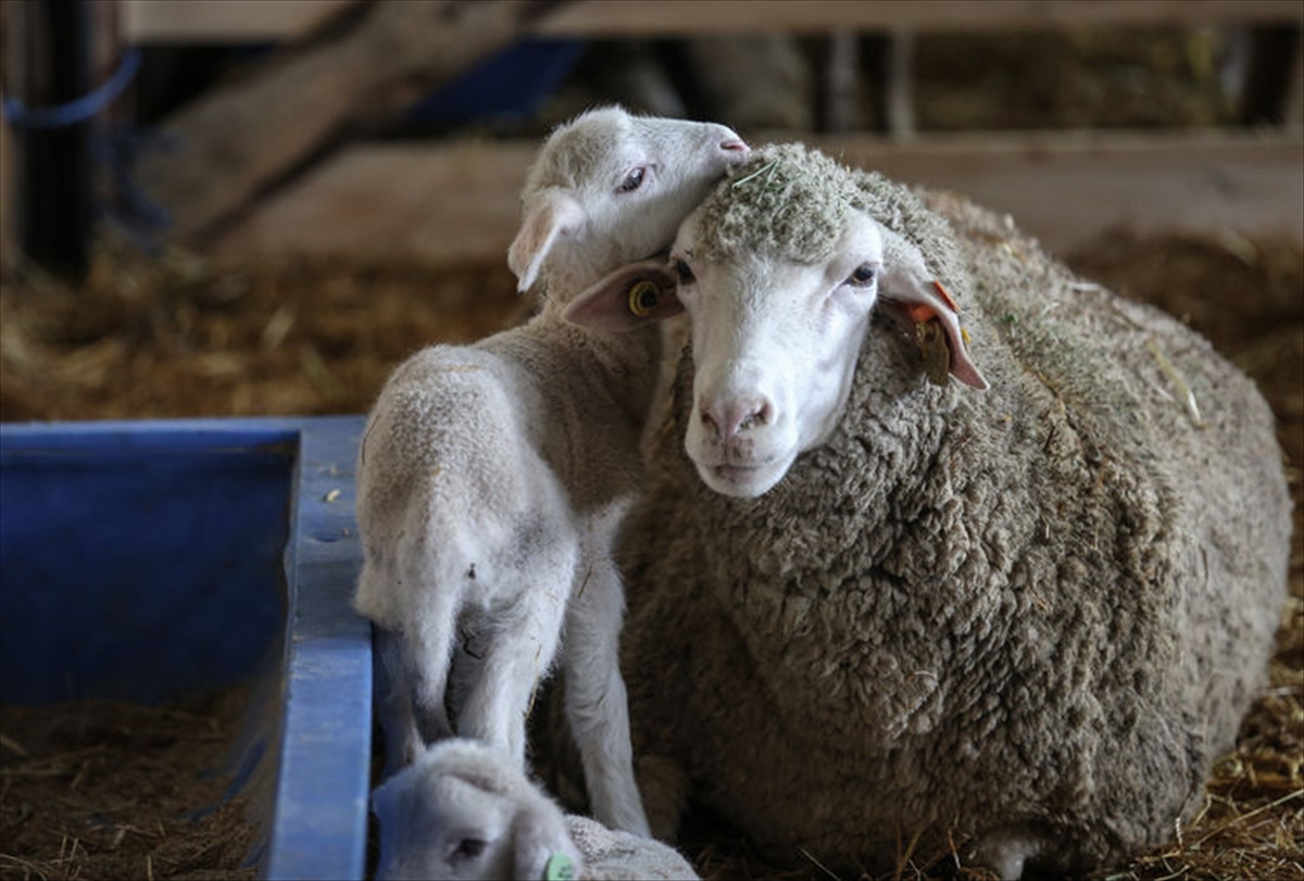 TİGEM 60 bin kilogram merinos yapağı satacak TİGEM 60 bin kilogram merinos yapağı satacak