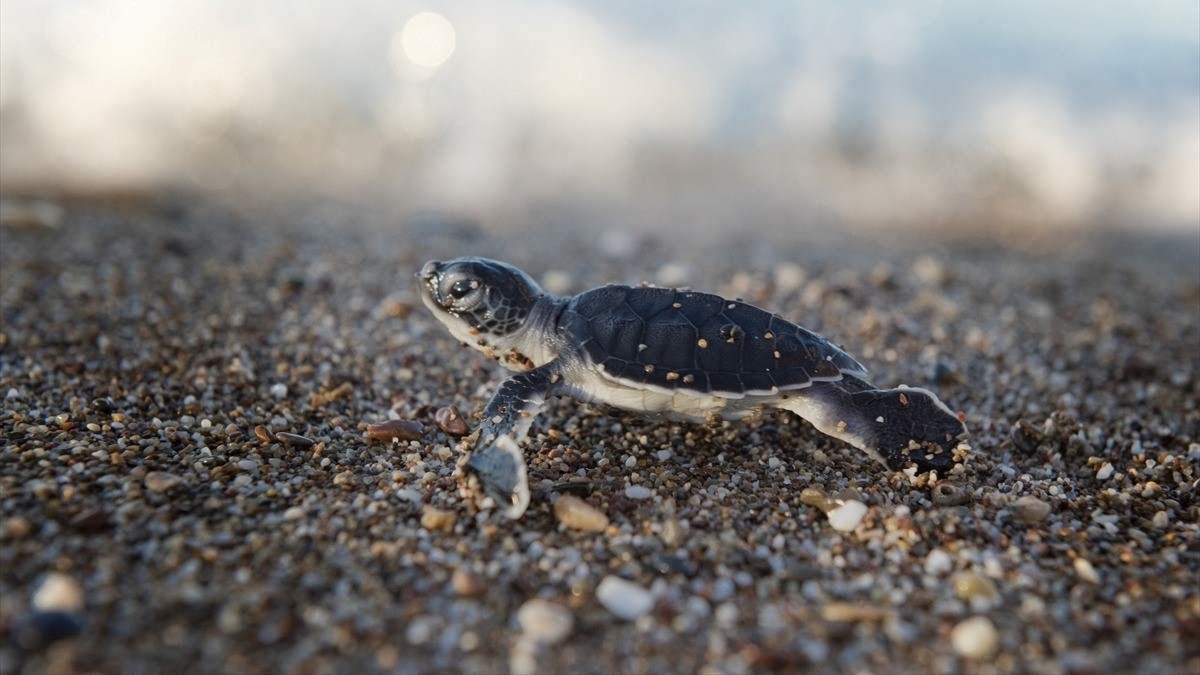 Antalya’da caretta caretta yavrularının mavi sularla buluşması sürüyor Antalya’da caretta caretta yavrularının mavi sularla buluşması sürüyor