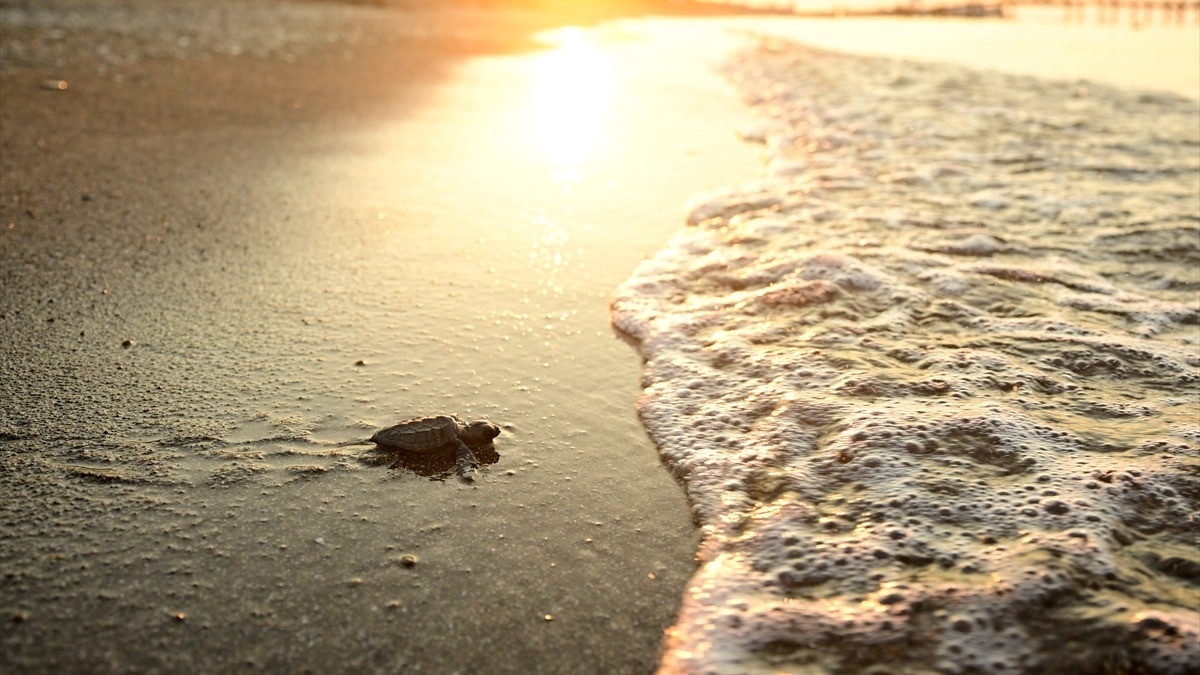 Antalya’da caretta carettaların yuvalarında yavru çıkışları sürüyor Antalya’da caretta carettaların yuvalarında yavru çıkışları sürüyor