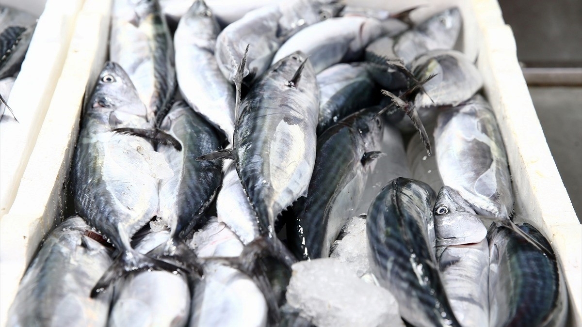 Giresun’da palamut sezonu bereketli başladı Giresun’da palamut sezonu bereketli başladı