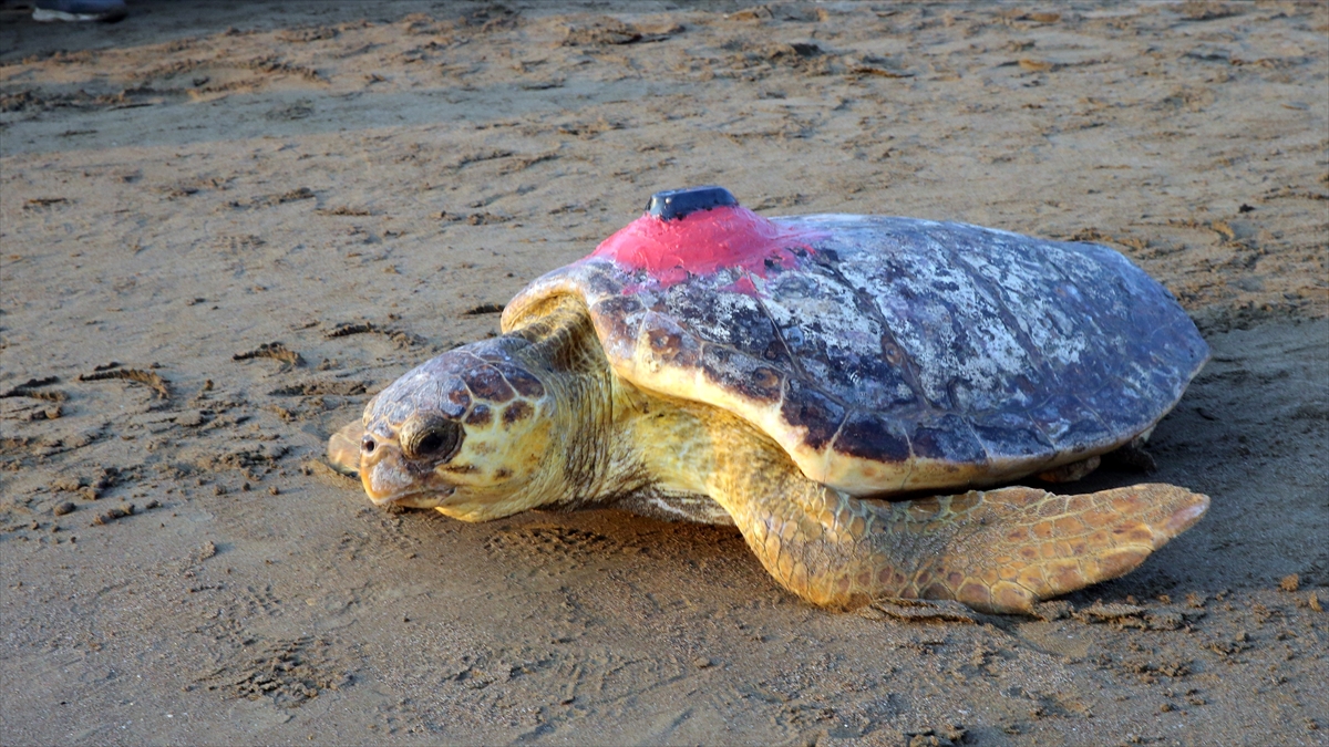 Uydu cihazıyla izlenen caretta caretta “Tuba” Bodrum açıklarında yaşamını sürdürüyor
