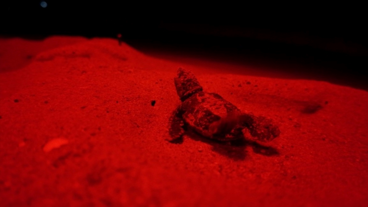 Antalya’da kırmızı LED uygulaması, caretta caretta yavrularının denize ulaşmasına yardımcı oldu Antalya’da kırmızı LED uygulaması, caretta caretta yavrularının denize ulaşmasına yardımcı oldu