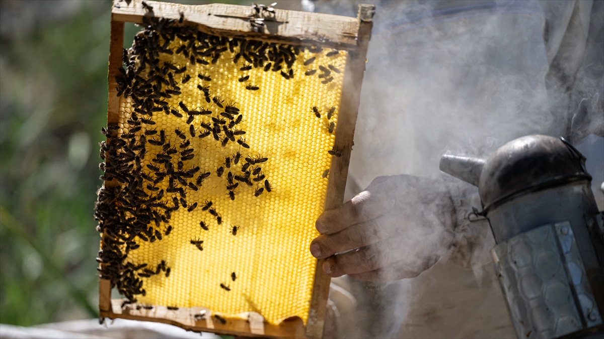Arıcılar, balda üretici ve market fiyatı arasındaki farkın makul seviyeye indirilmesini istiyor Arıcılar, balda üretici ve market fiyatı arasındaki farkın makul seviyeye indirilmesini istiyor