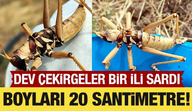 Dev çekirgeler Van’ı sardı! Boyları 20 santimetreye yaklaşabiliyor…