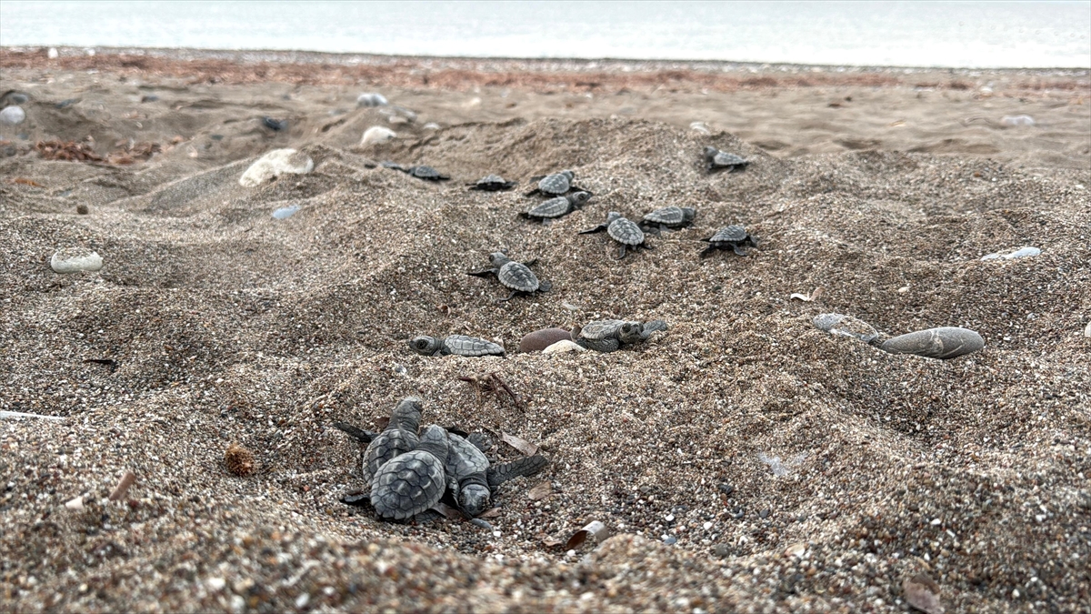 Antalya’daki dört sahilden bu yıl yaklaşık 200 bin caretta caretta yavrusu denize ulaştı Antalya’daki dört sahilden bu yıl yaklaşık 200 bin caretta caretta yavrusu denize ulaştı