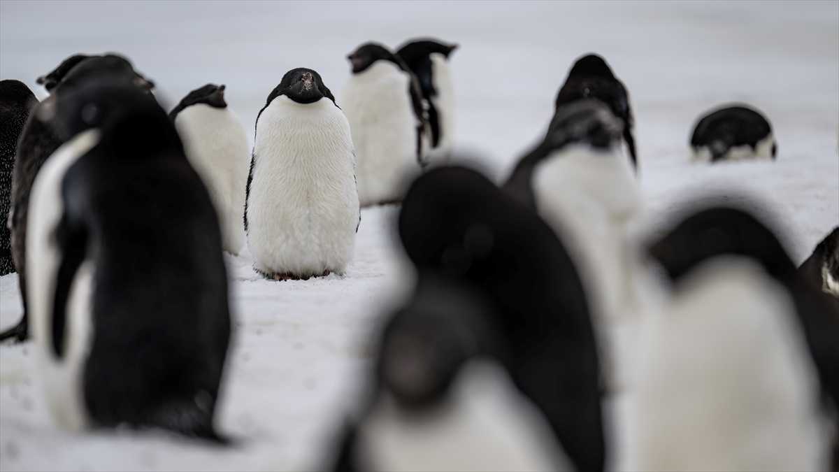 Araştırma: Dünyanın en büyük penguen kolonisinde popülasyonun çeyreğinden fazlası öldü Araştırma: Dünyanın en büyük penguen kolonisinde popülasyonun çeyreğinden fazlası öldü