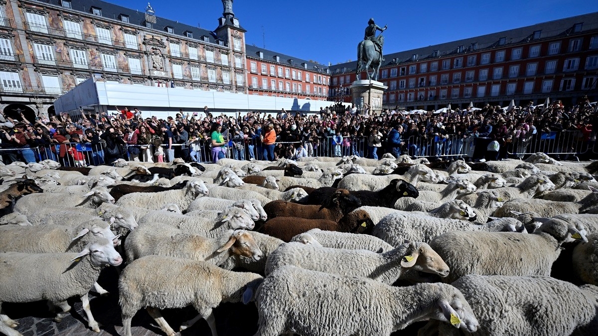 Madrid’in ünlü şenliğinde 1000’den fazla koyun kent merkezinde yürüdü Madrid’in ünlü şenliğinde 1000’den fazla koyun kent merkezinde yürüdü