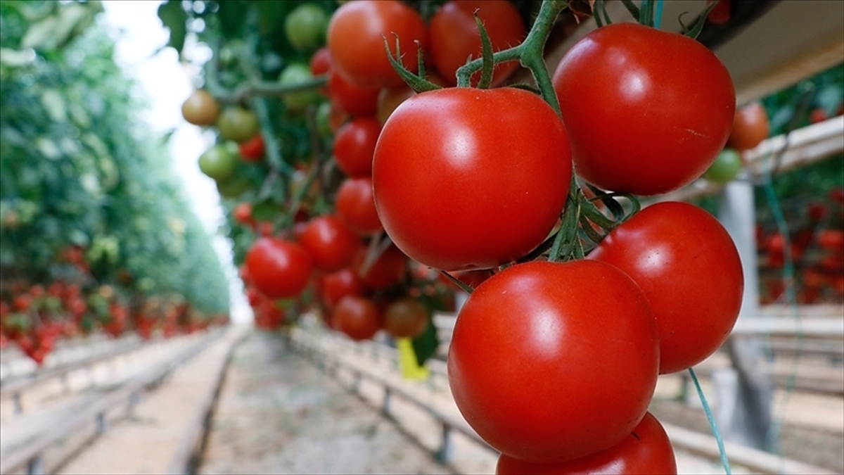 Türkiye’nin domates ihracatı 9 ayda 304 milyon 171 bin dolara ulaştı